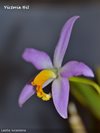 Laelia lucasiana (O&M) 